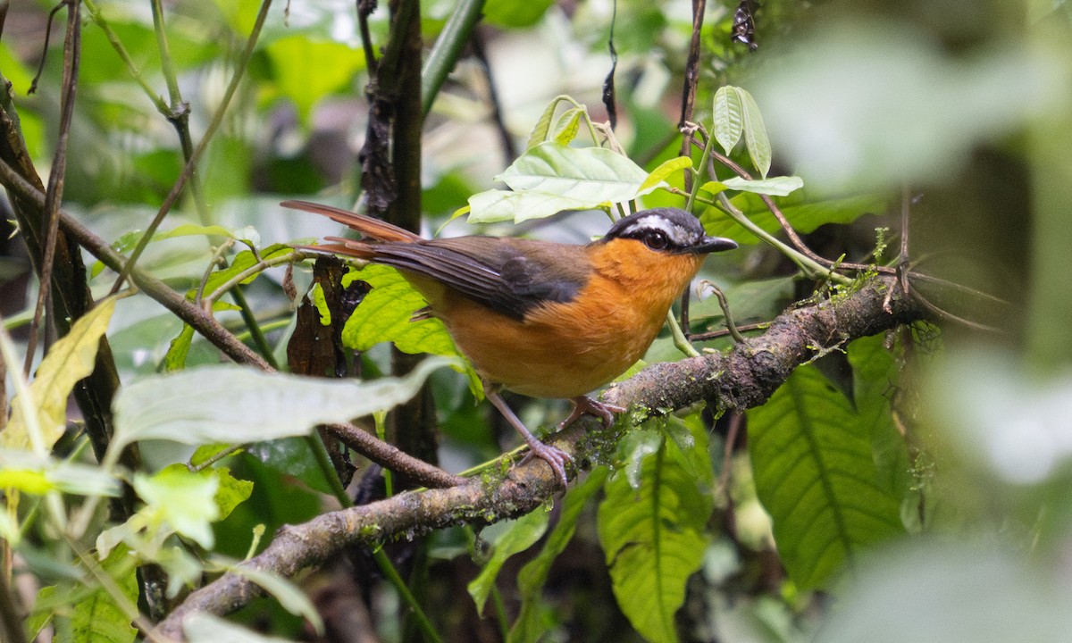 Gray-winged Robin-Chat - ML644124574