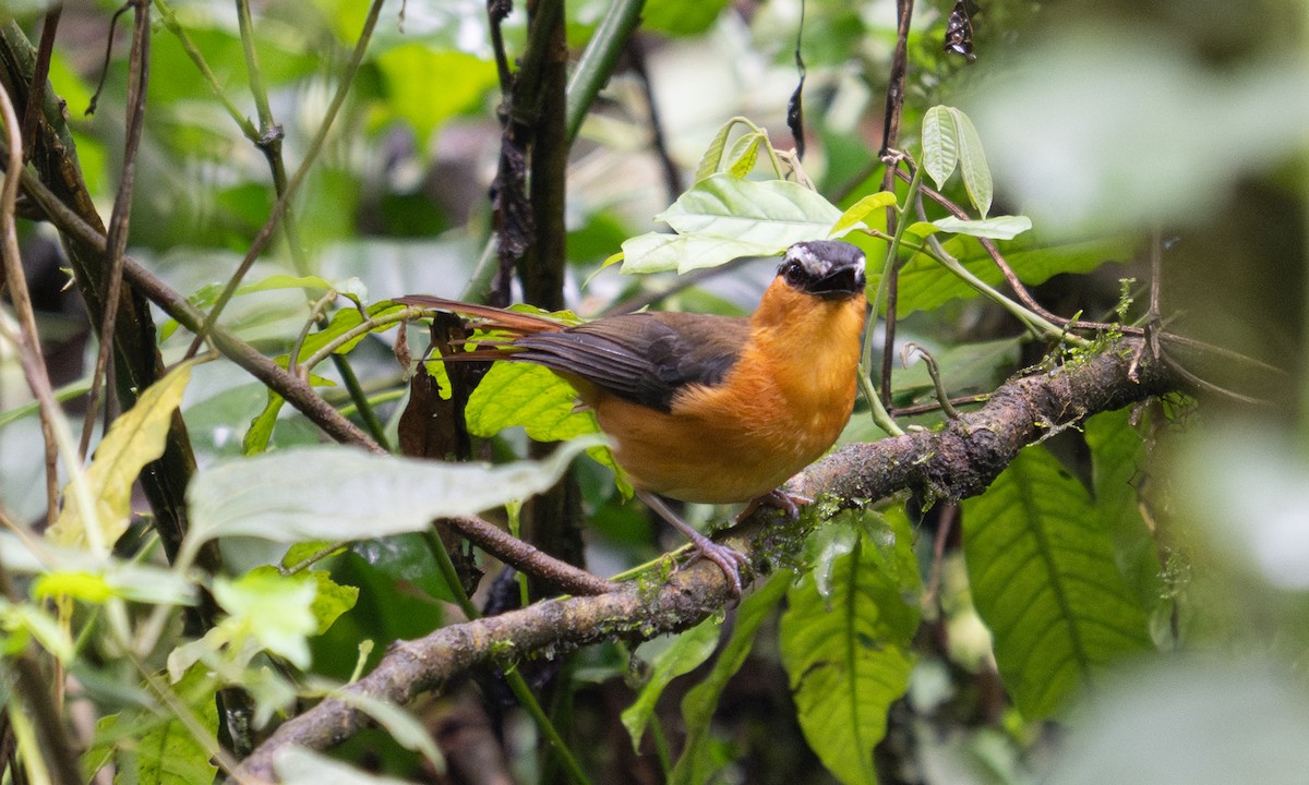 Gray-winged Robin-Chat - ML644124575