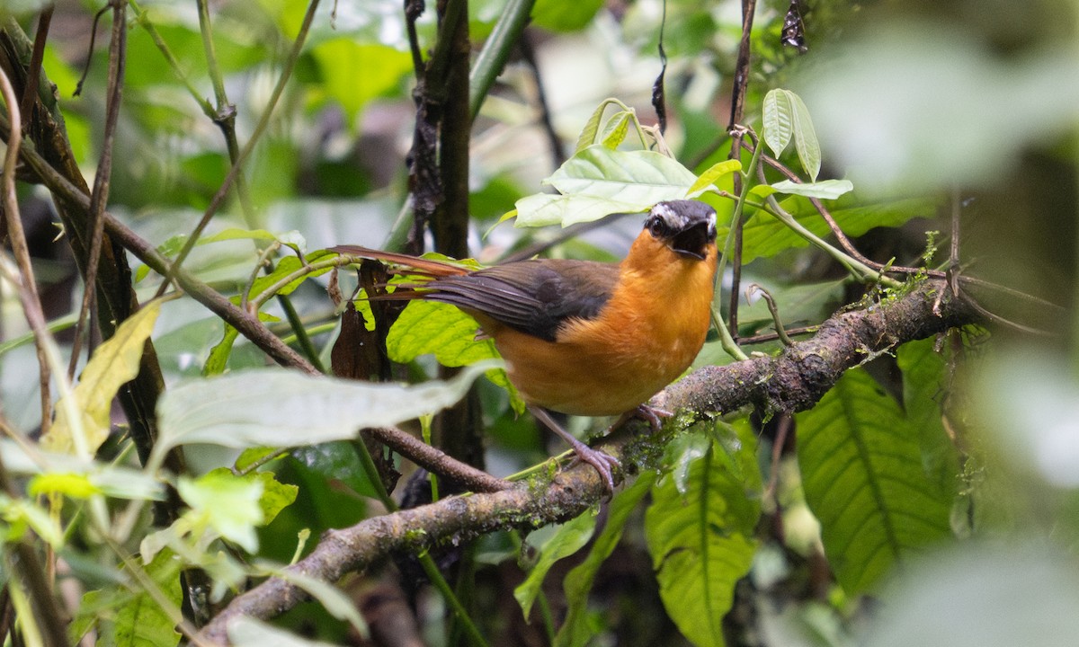 Gray-winged Robin-Chat - ML644124576