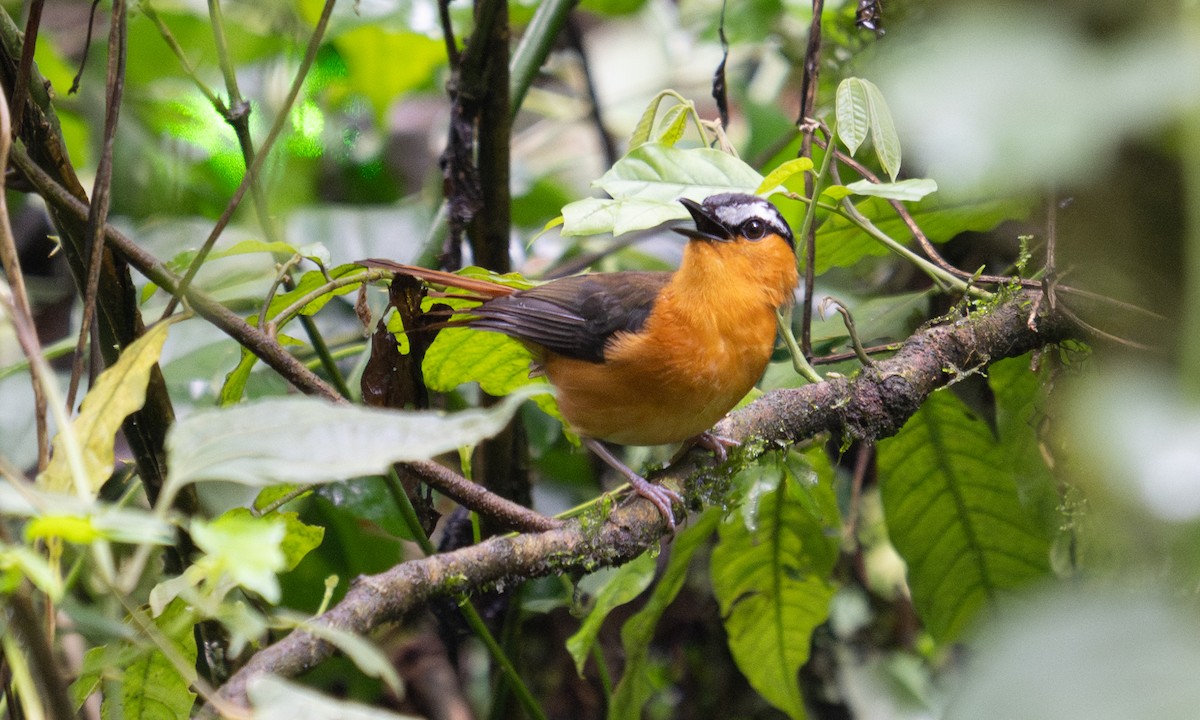 Gray-winged Robin-Chat - ML644124577