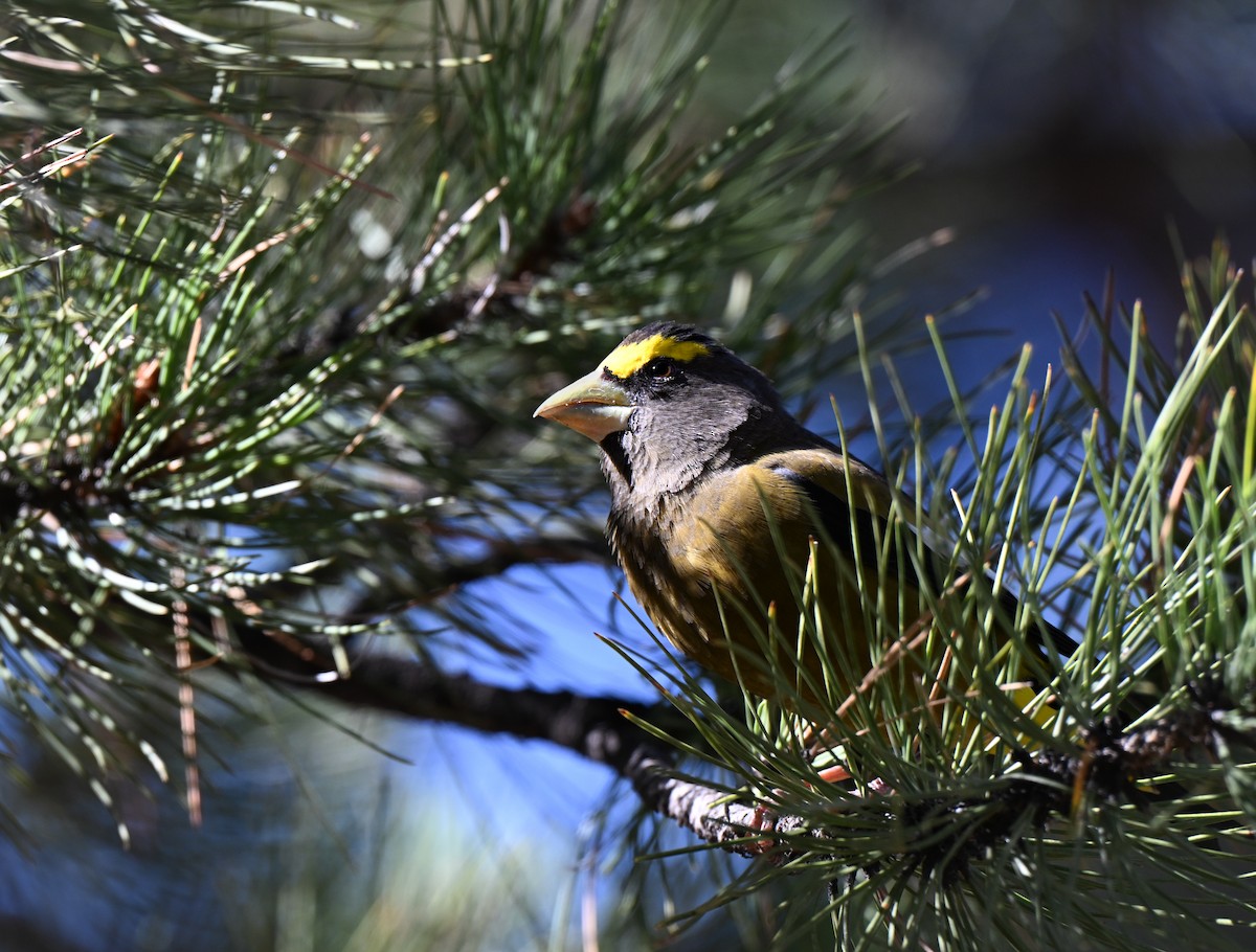 Evening Grosbeak - ML644124579
