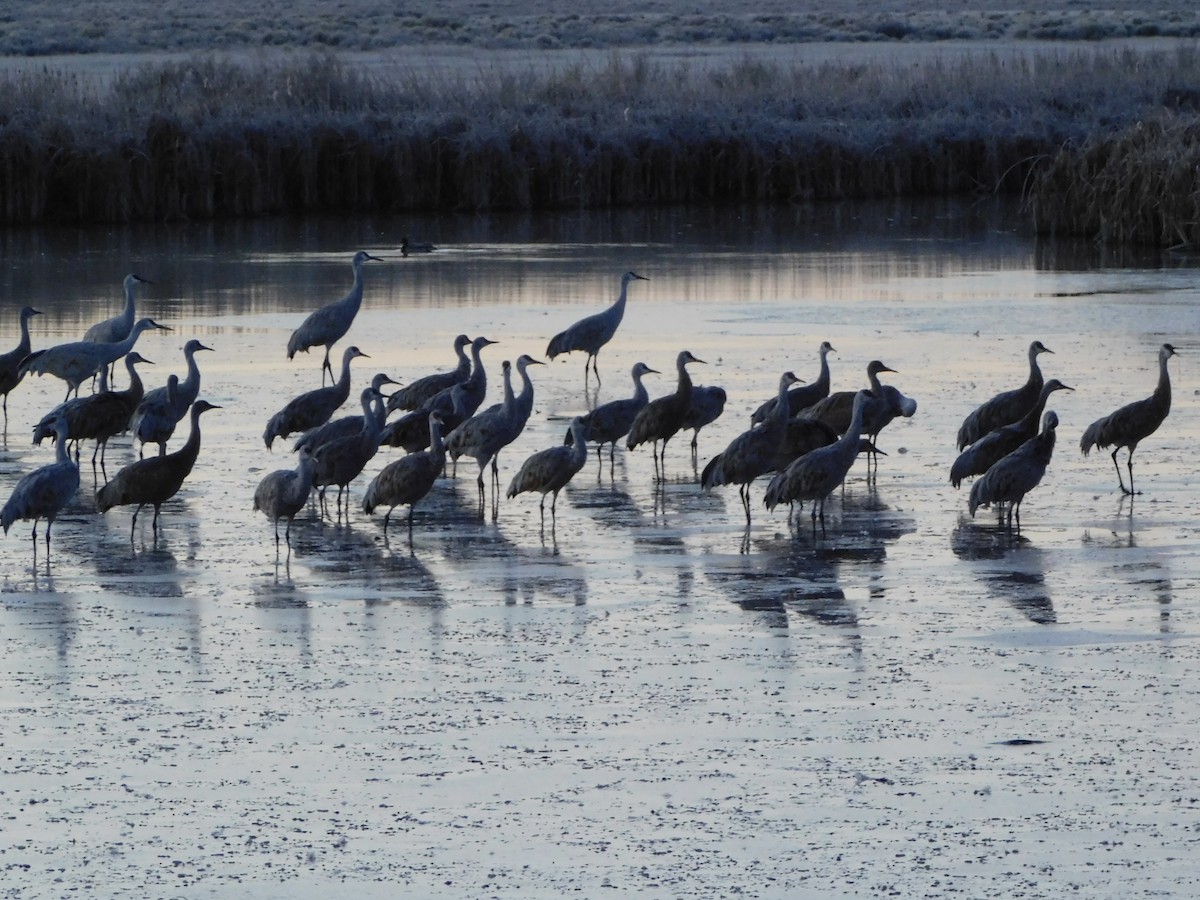 עגור קנדי - ML644124584