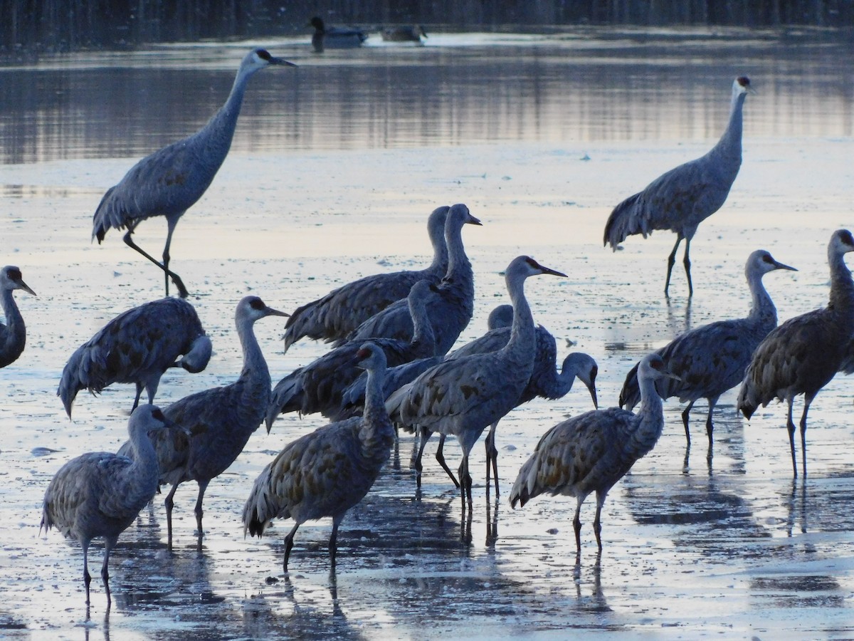 עגור קנדי - ML644124586