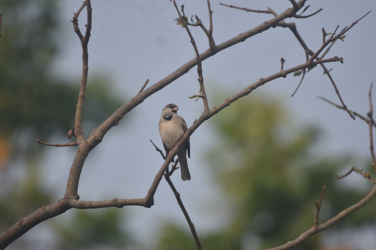 House Sparrow - ML644124587