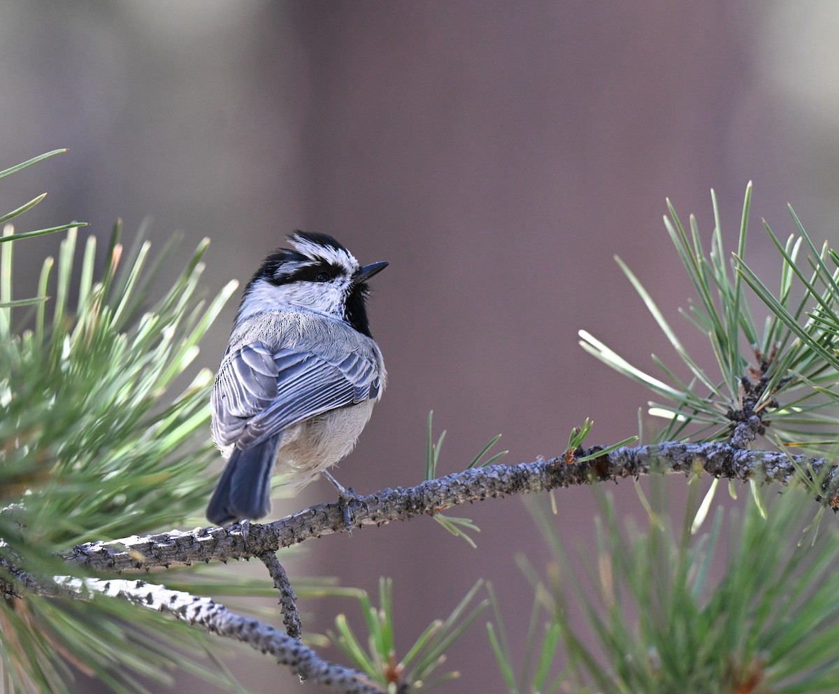 Mountain Chickadee (Rocky Mts.) - ML644124593