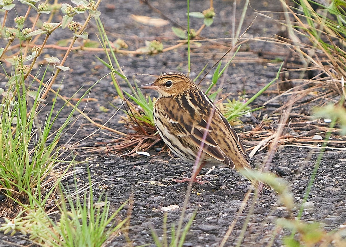 Pechora Pipit - ML644124596