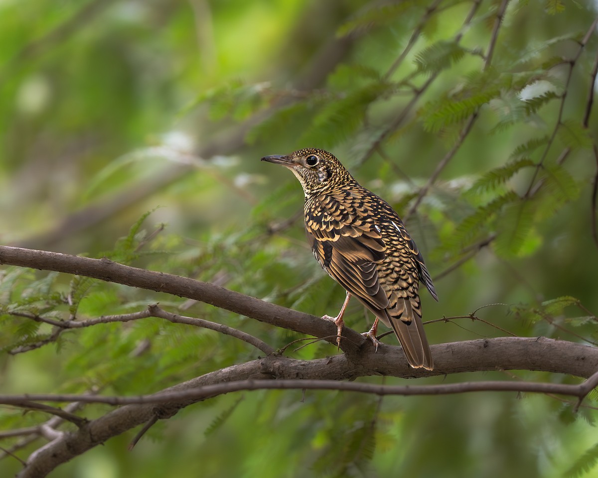 White's Thrush - ML644124630