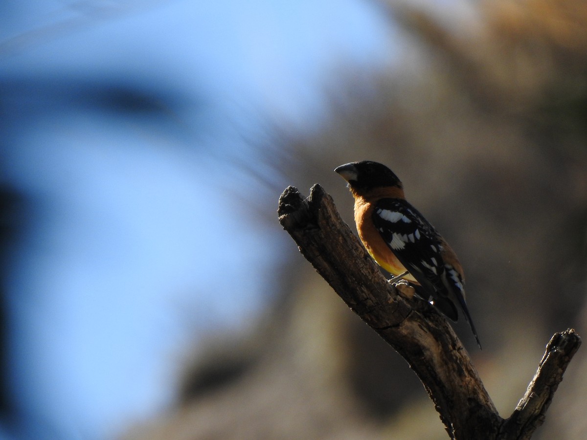 Black-headed Grosbeak - ML644124632