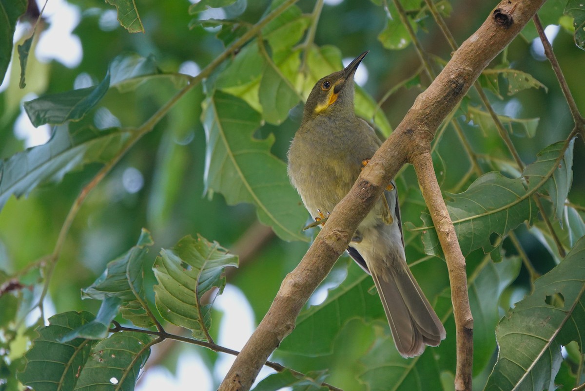 Eastern Wattled-Honeyeater - ML644124633