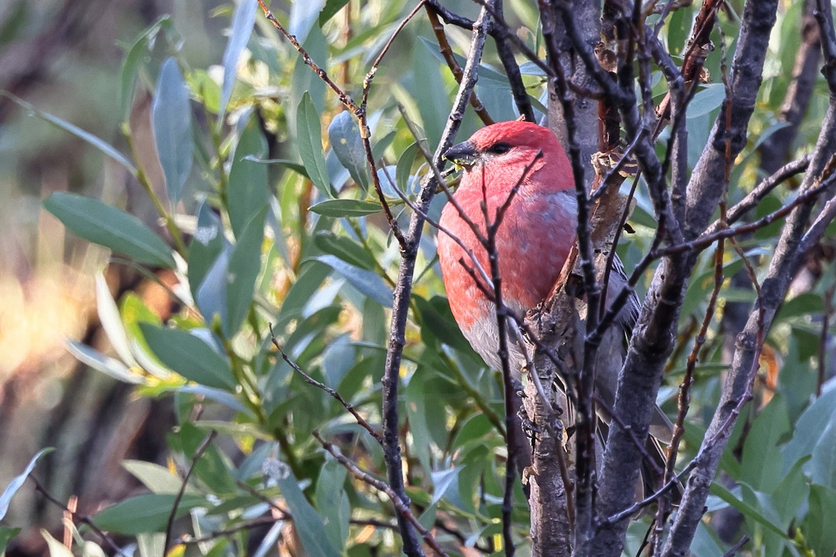 Pine Grosbeak - ML644124634