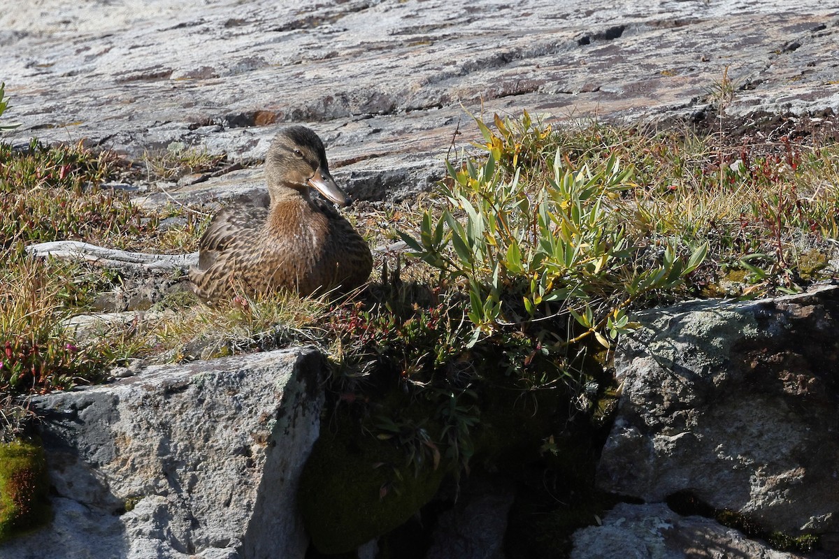 Mallard - ML644124635