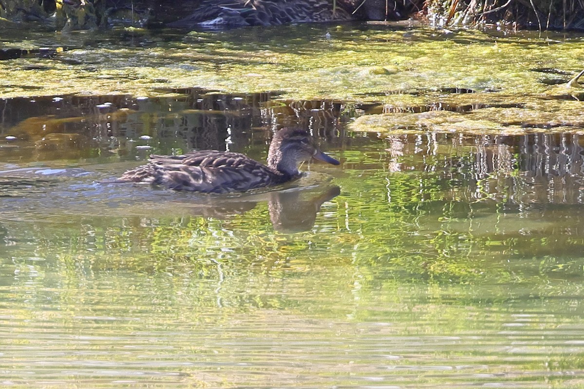 Green-winged Teal - ML644124636