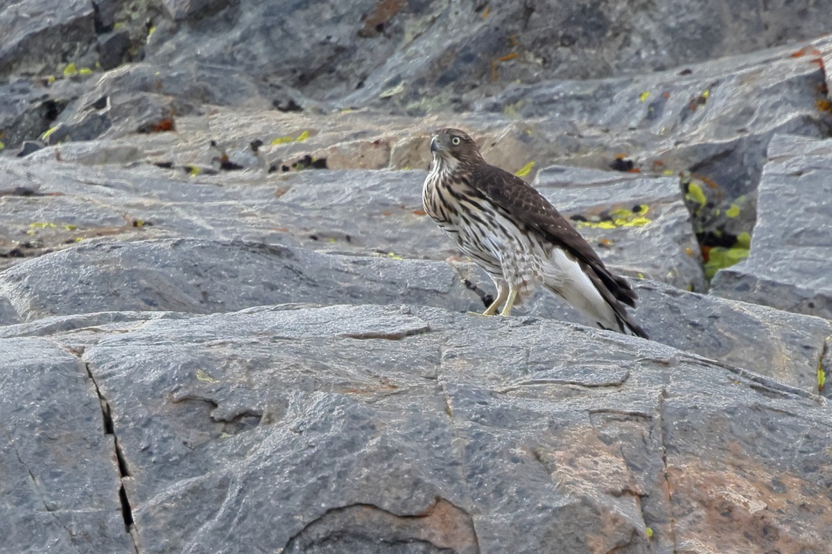 Cooper's Hawk - ML644124637