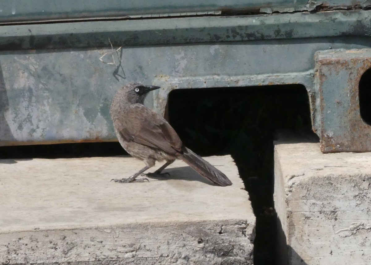 Black-lored Babbler - ML644124639