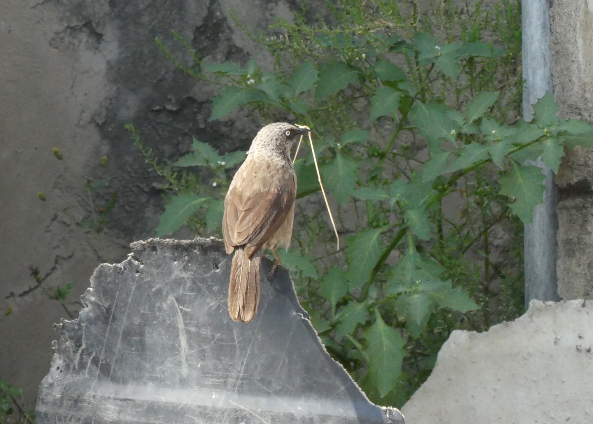 Black-lored Babbler - ML644124640