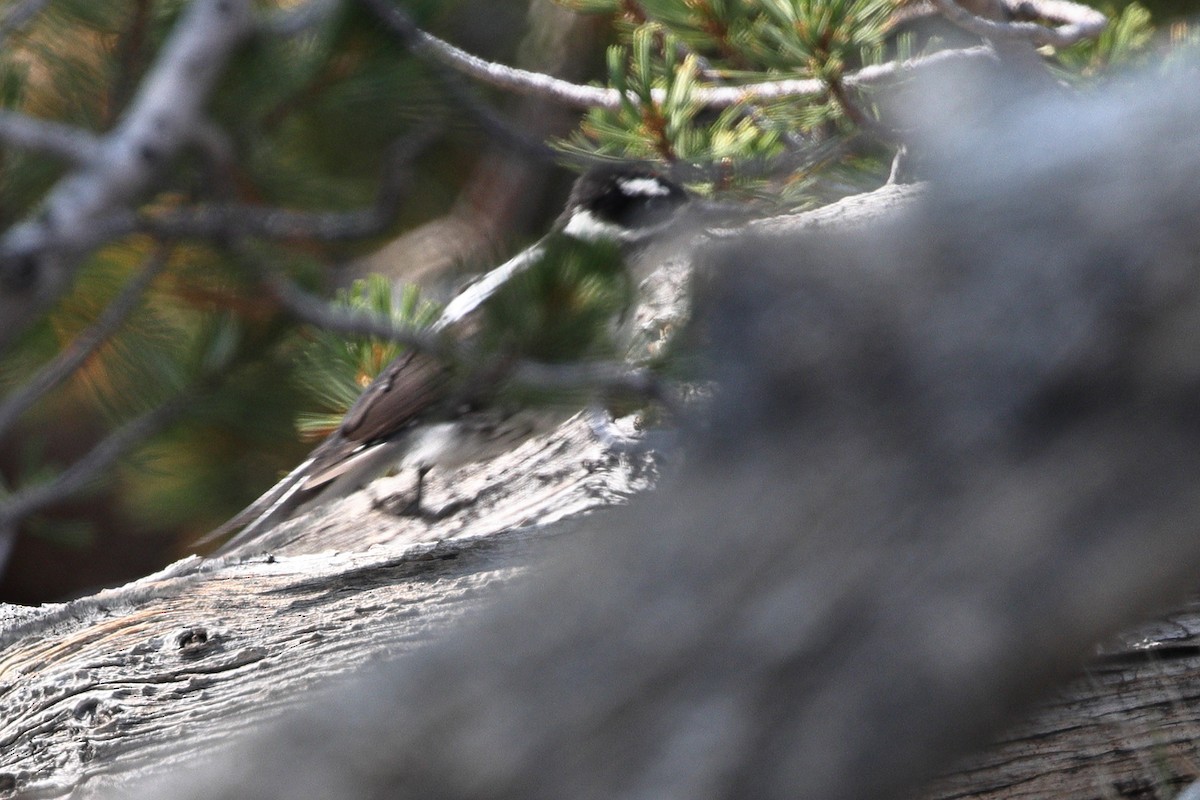 Hairy Woodpecker - ML644124641