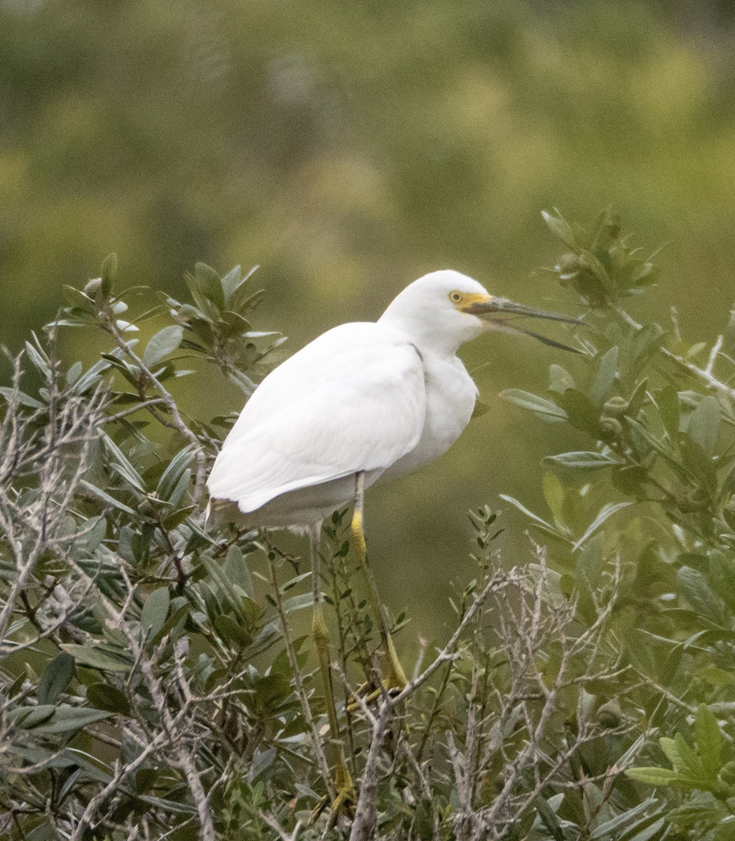 Snowy Egret - ML644124642