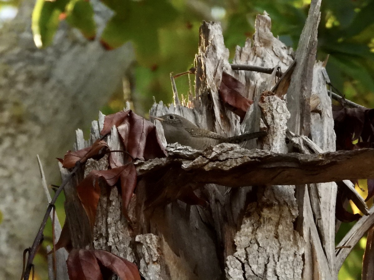 Northern House Wren - ML644124643