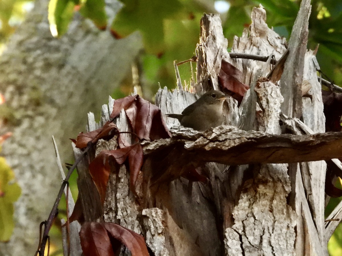 Northern House Wren - ML644124645