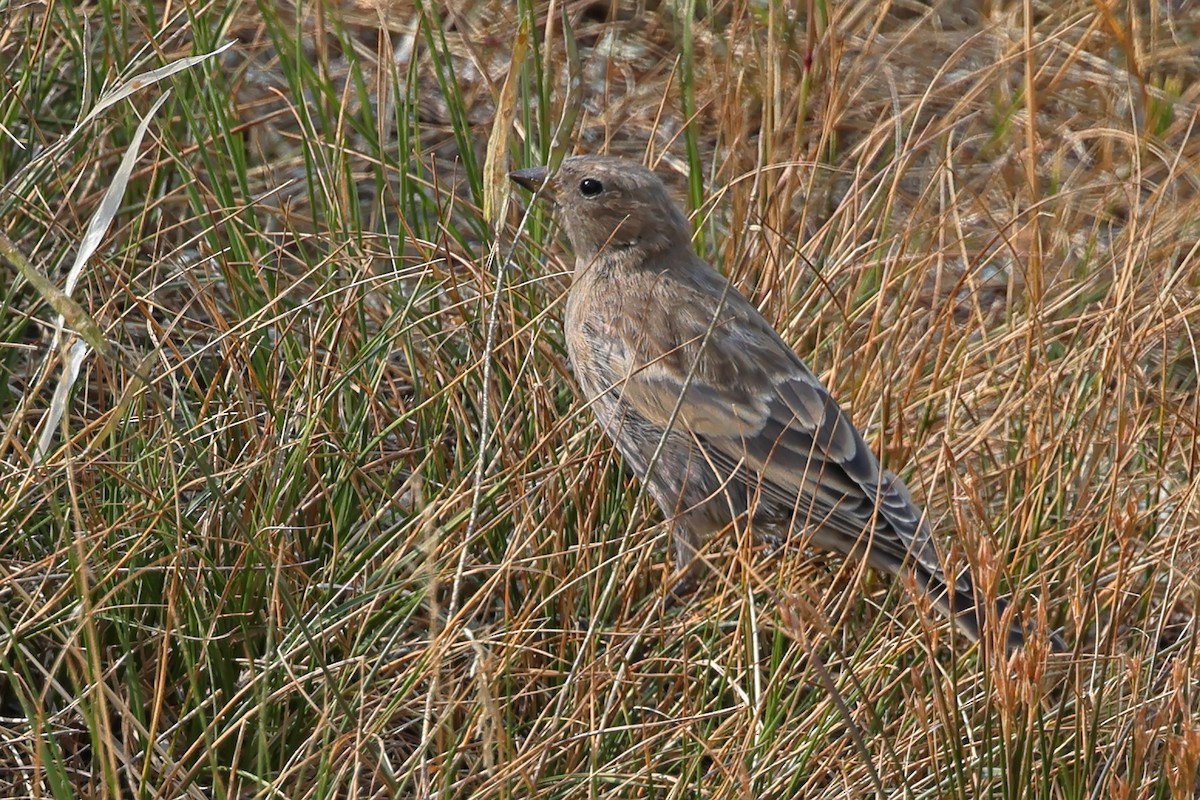 Gray-crowned Rosy-Finch - ML644124646