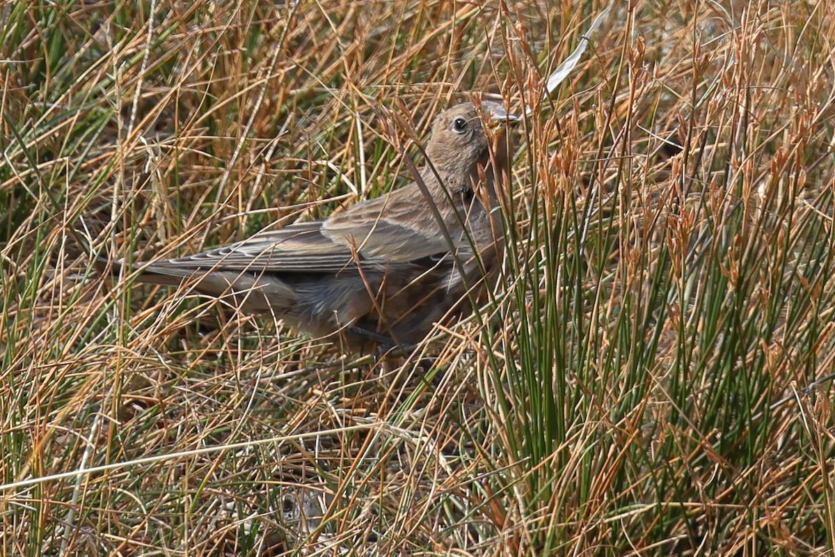 Gray-crowned Rosy-Finch - ML644124648