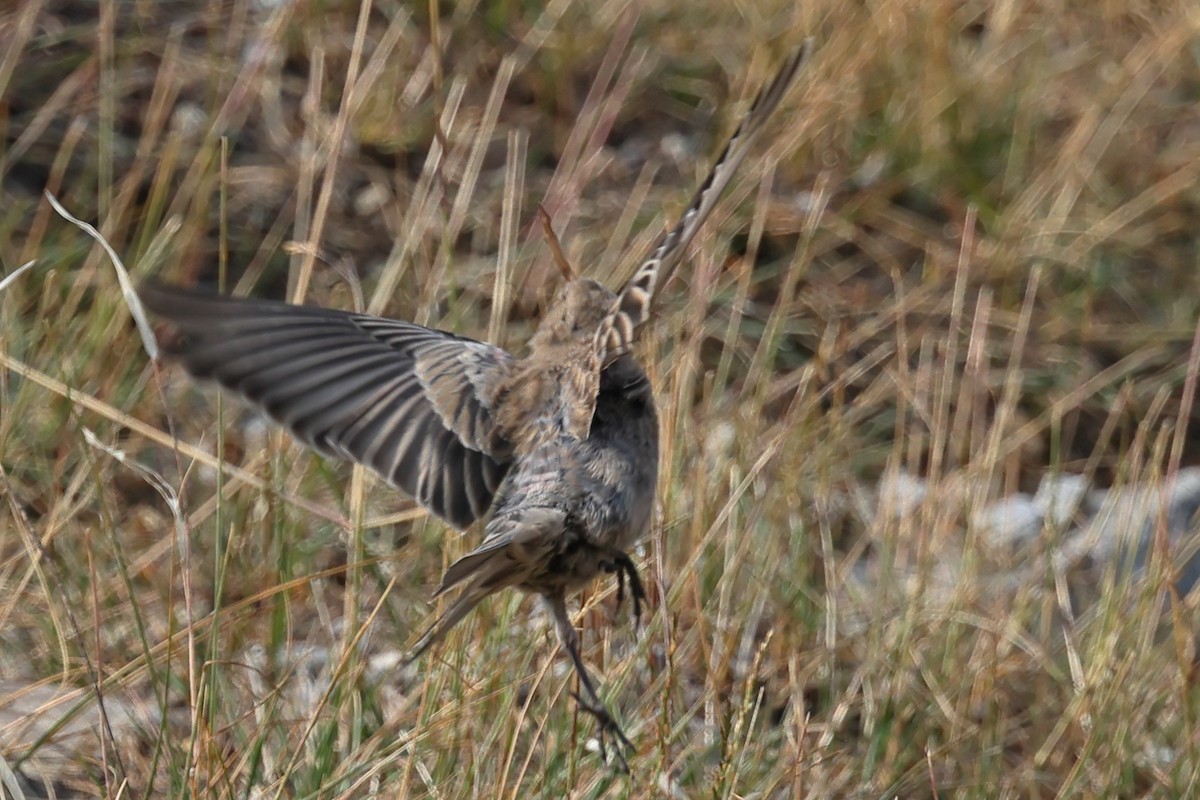 Gray-crowned Rosy-Finch - ML644124651
