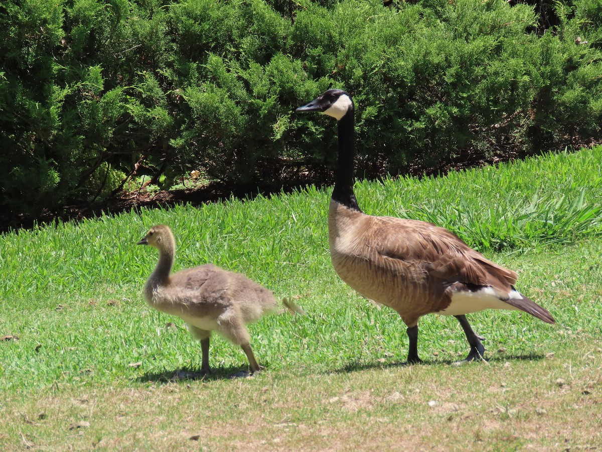 Canada Goose - ML644124652