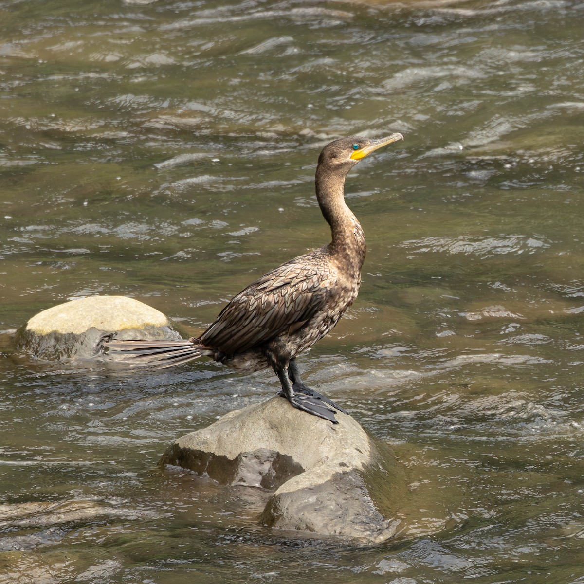 Neotropic Cormorant - ML644124653