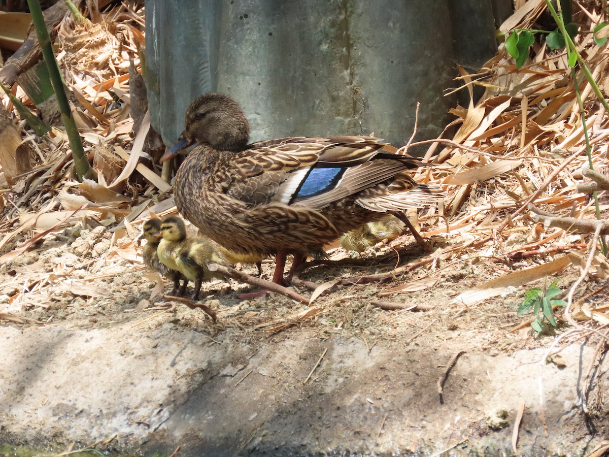 Mallard - ML644124656