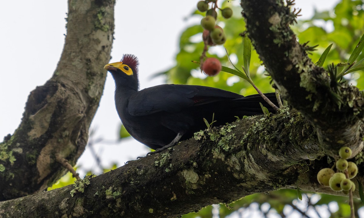 Турако червоночубий - ML644124657