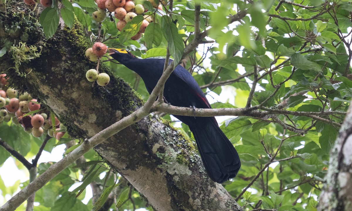 Турако червоночубий - ML644124659