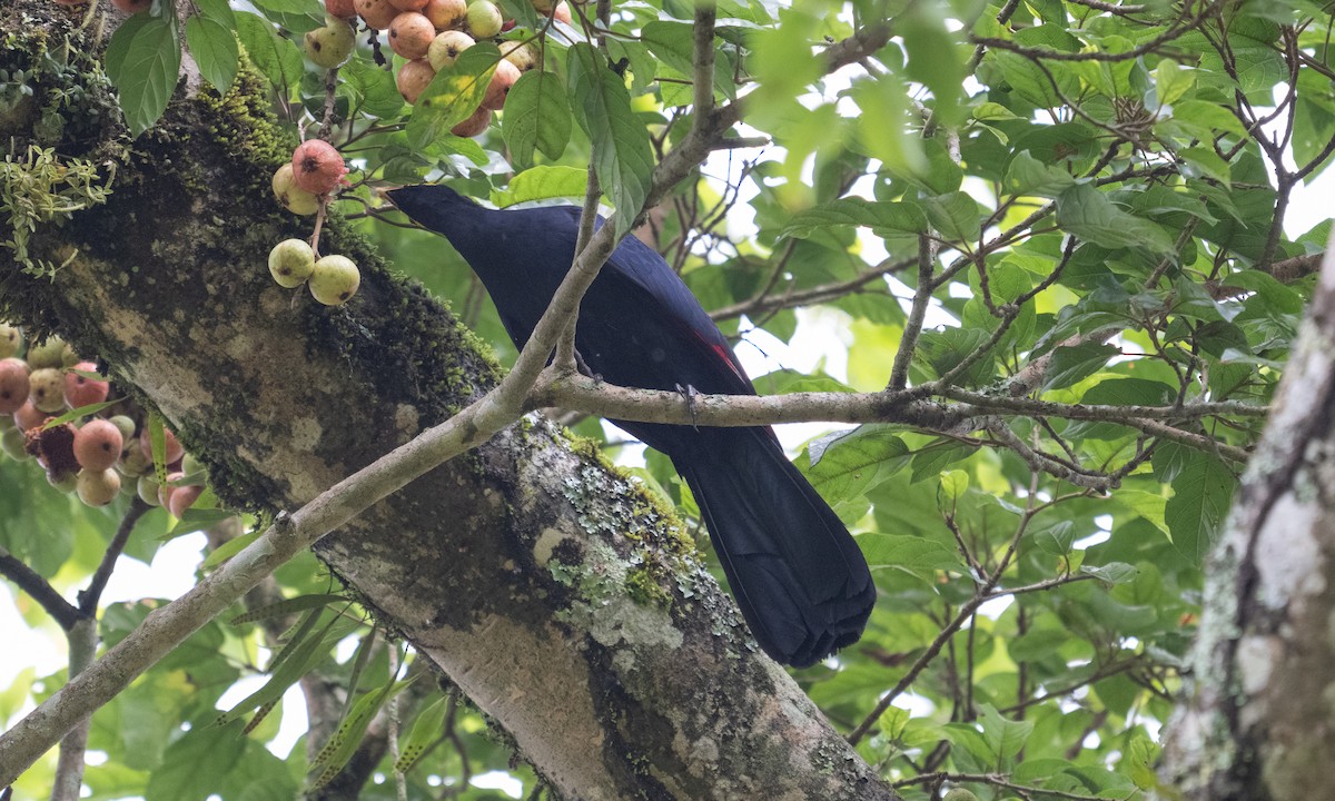 Турако червоночубий - ML644124660