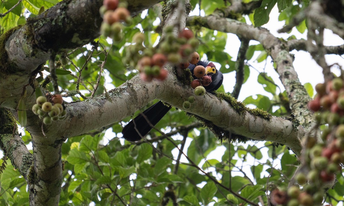 Турако червоночубий - ML644124661