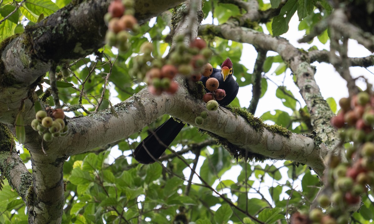 Турако червоночубий - ML644124662