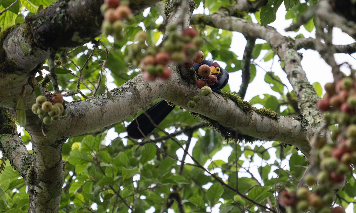 Турако червоночубий - ML644124663