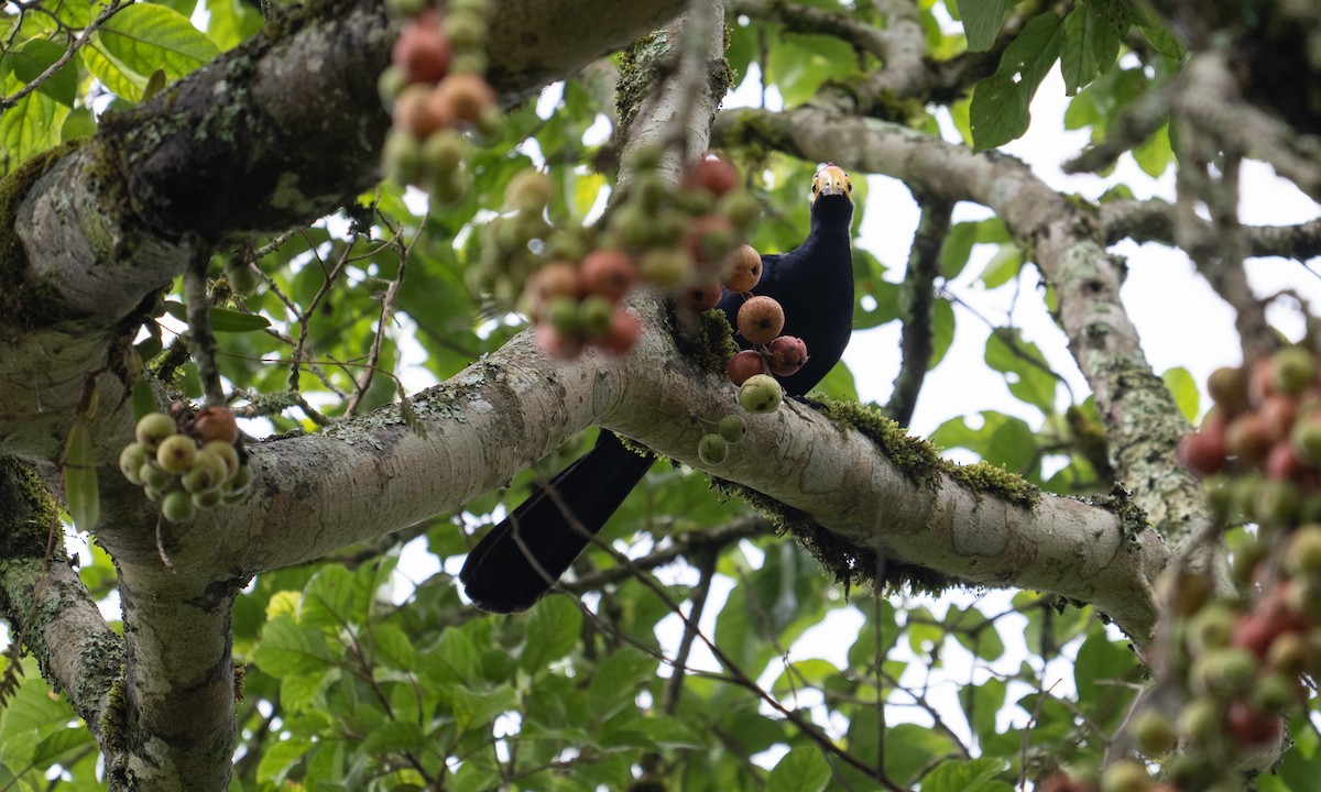 Турако червоночубий - ML644124665