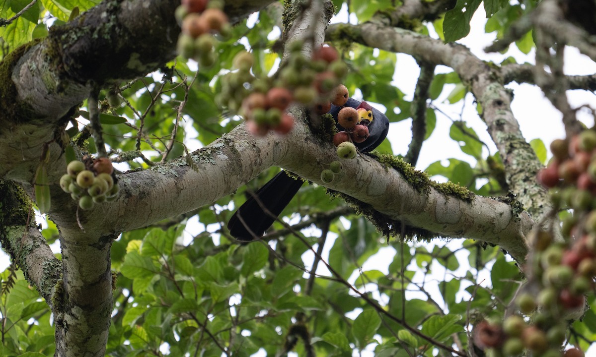 Турако червоночубий - ML644124666