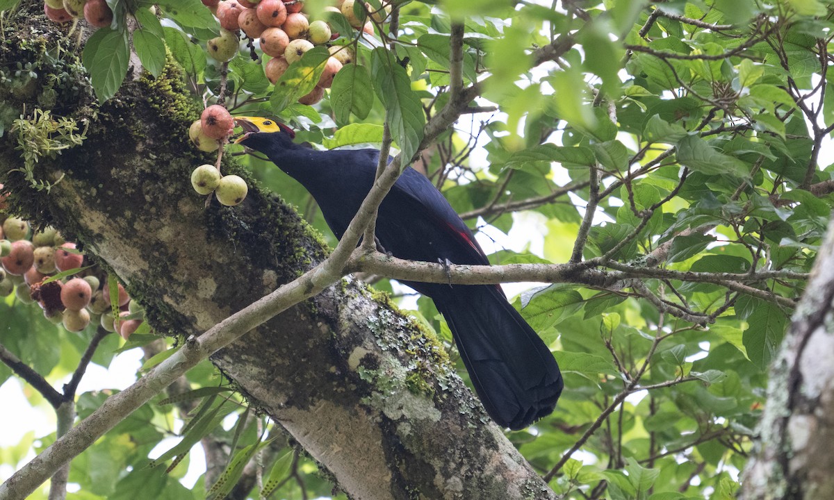 Турако червоночубий - ML644124667