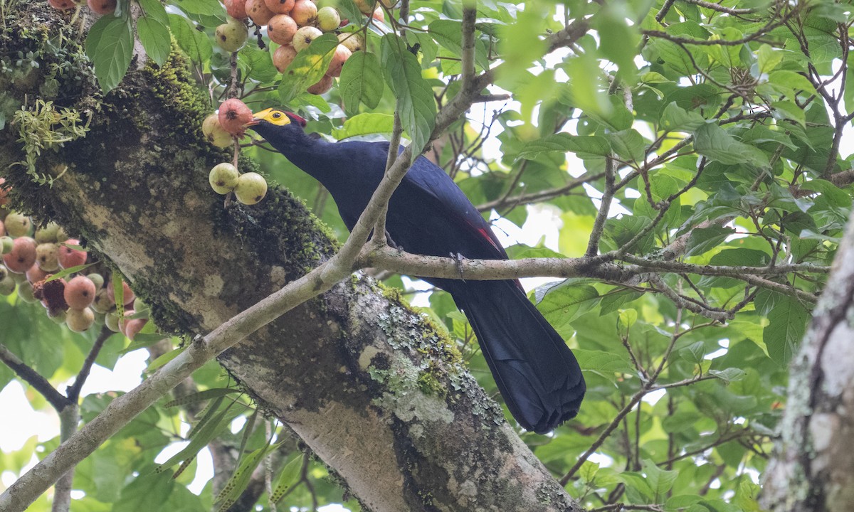 Турако червоночубий - ML644124668