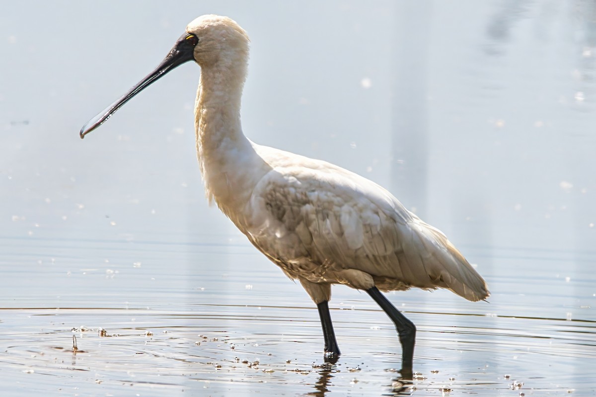 Royal Spoonbill - ML644124674