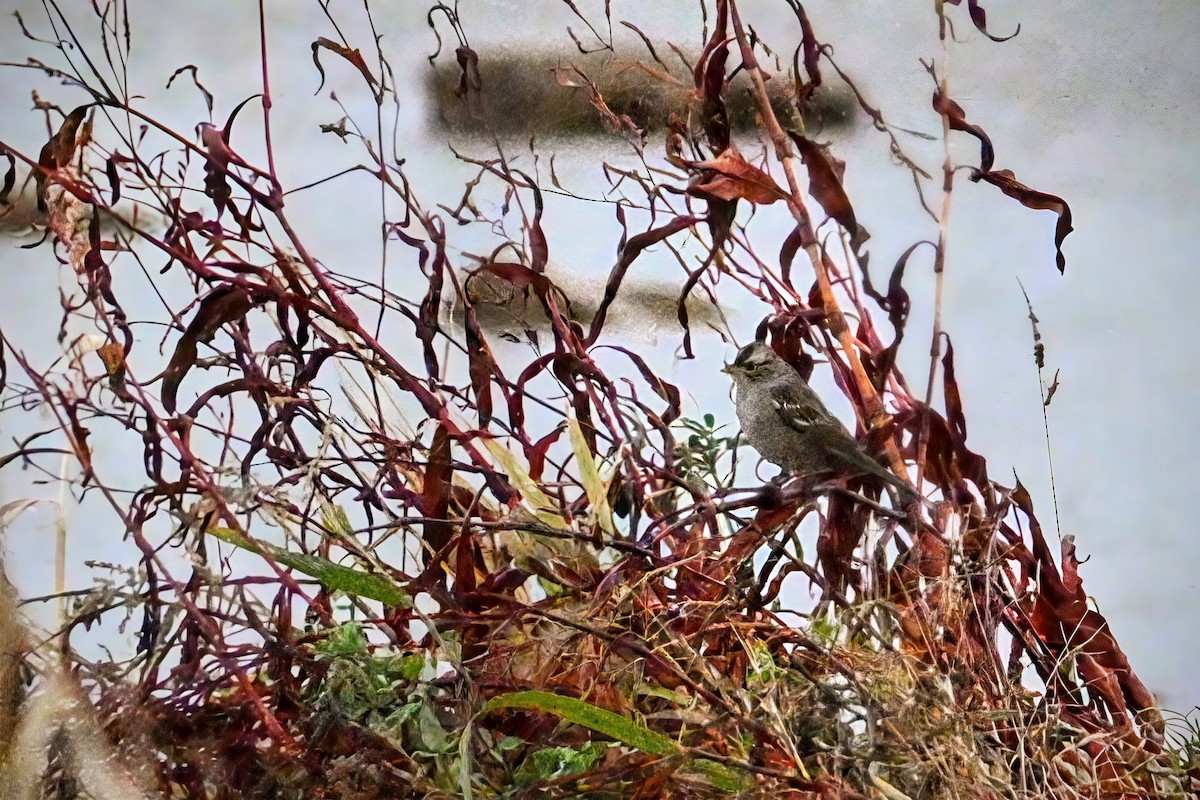White-crowned Sparrow (Dark-lored) - ML644124688