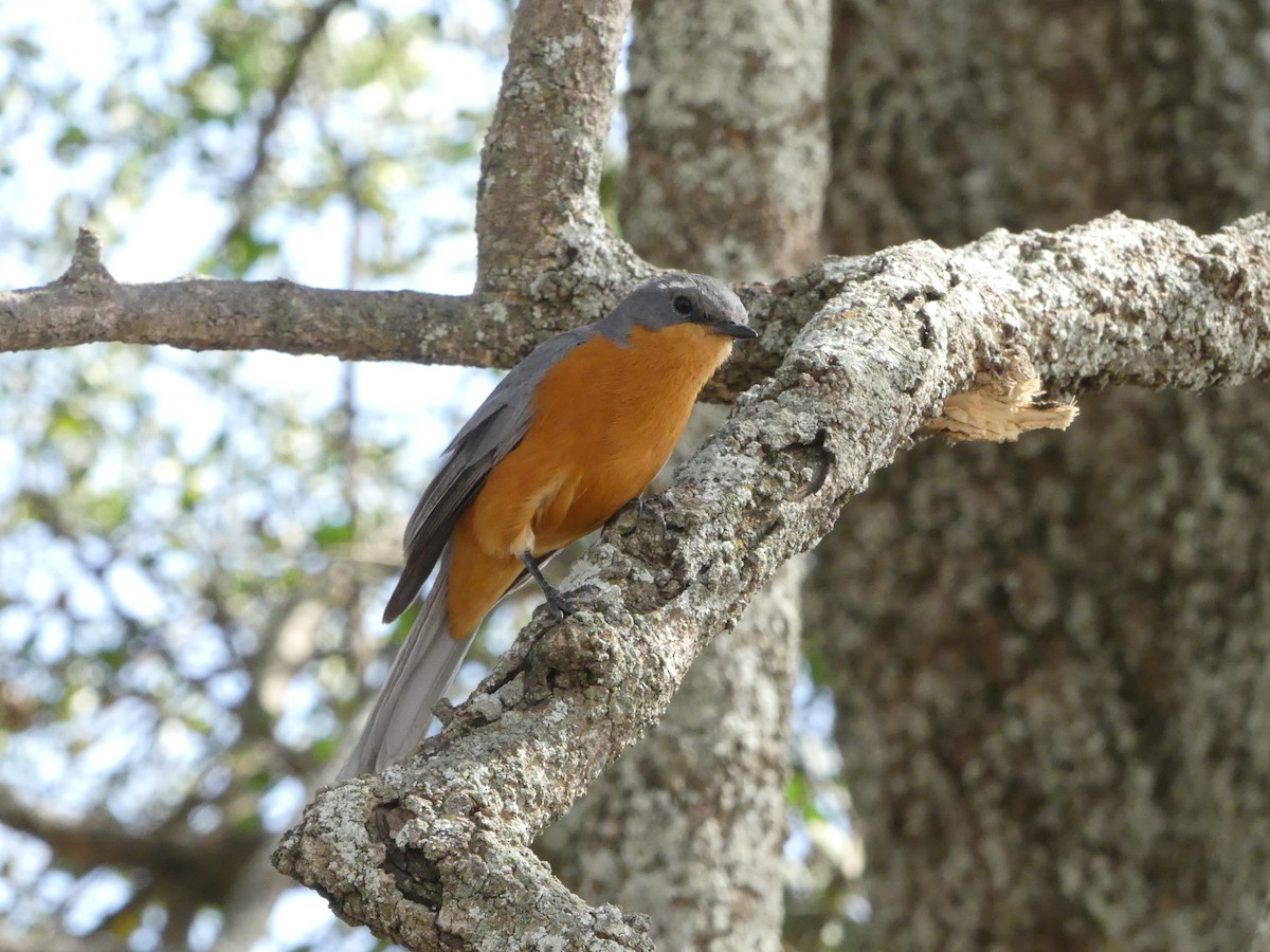 Silverbird - ML644124694