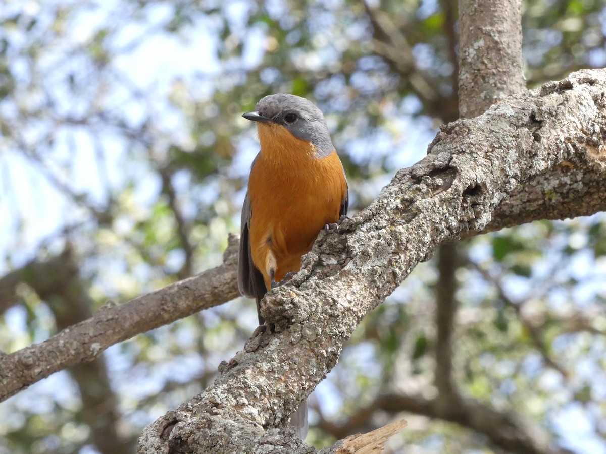 Silverbird - ML644124695