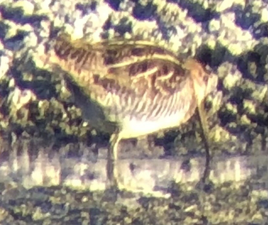 Wilson's Snipe - ML644124701
