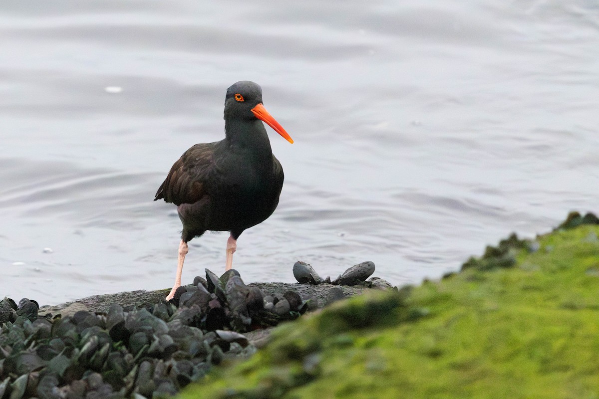 Black Oystercatcher - ML644124703