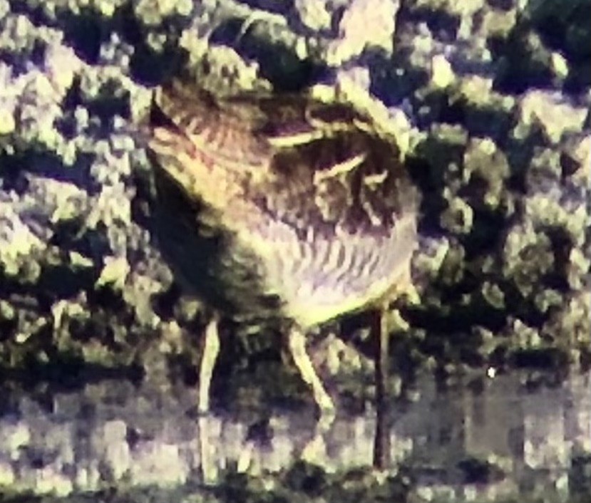 Wilson's Snipe - ML644124705