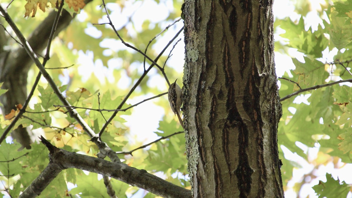 Brown Creeper - ML644124728