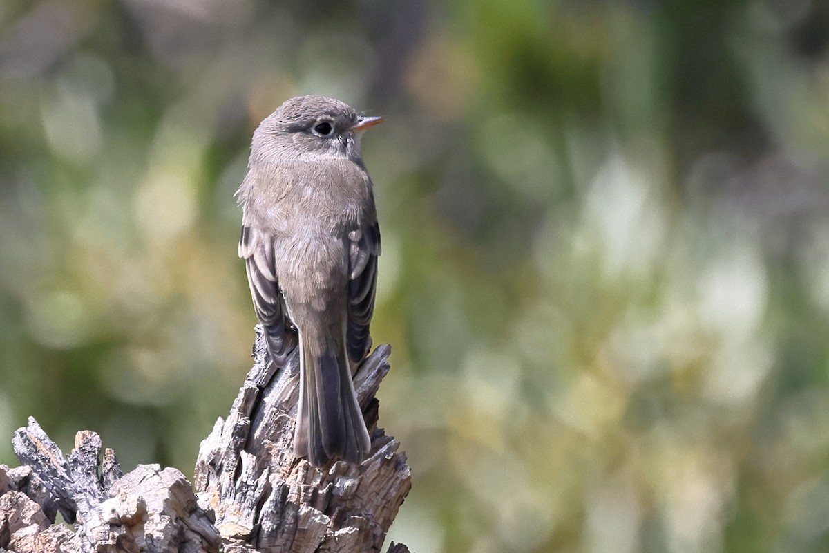 Dusky Flycatcher - ML644124735