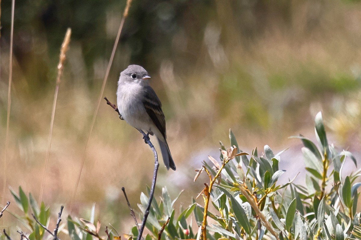 Dusky Flycatcher - ML644124740