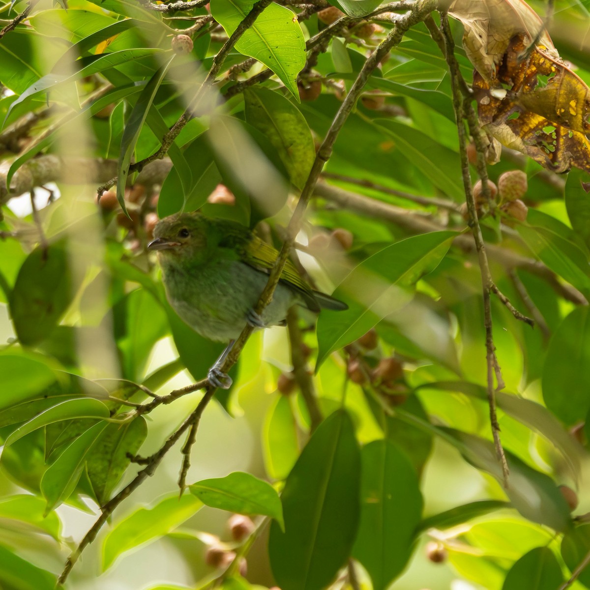 Bay-headed Tanager - ML644124741